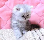 ミヌエット【群馬県・男の子・2020年10月11日・シェーデッドシルバー】の写真5「11/23撮影　うつむいたお顔も◎♥️」