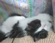 マンチカン(短足)【群馬県・男の子・2018年11月13日・ブラック&ホワイト】の写真5「1/16 撮影  可愛いお顔のボク♪」