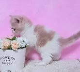 エキゾチックショートヘア【群馬県・男の子・2023年11月9日・クリーム&ホワイト】の写真5「12/19撮影　横顔&模様可愛い💙」