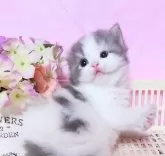 ミヌエット(長足)【群馬県・男の子・2024年10月19日・ブルータビ-&ホワイト】の写真5「幼い頃の可愛いボク💙」