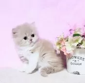 ミヌエット(長足)【群馬県・女の子・2025年7月27日・クリームタビ-&ホワイト】の写真7