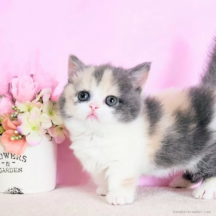 ID：2505-00238の子猫