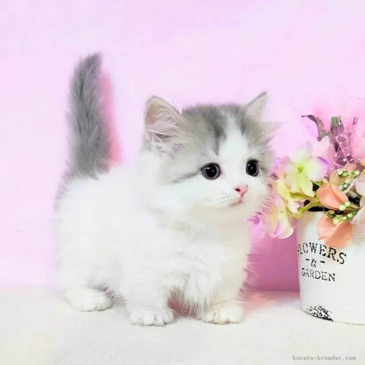 ID：2508-01772の子猫