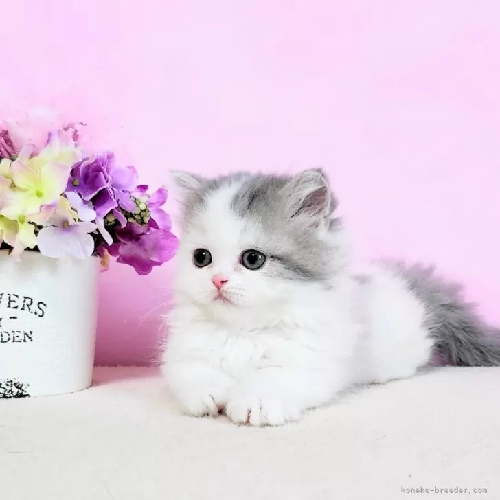 ID：2511-00790の子猫