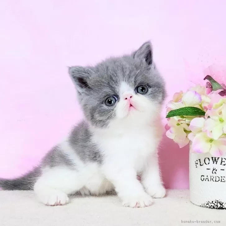 あーやん 様のお迎えした子猫