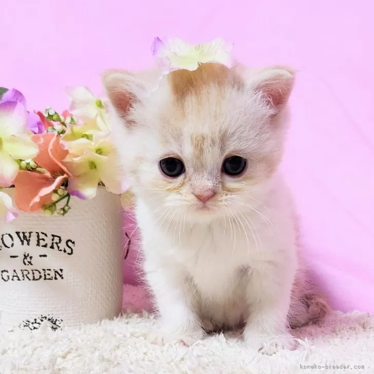 ID:2501-01229の子猫
