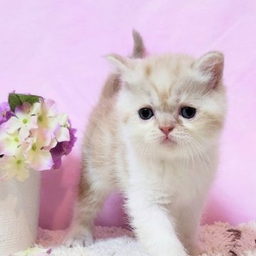 ミヌエット【群馬県・男の子・2024年12月2日・レッドタビ-&ホワイト（艶やか♡ショ－トヘア）】の写真「困ったさん顔のつぶらな瞳💙募集2/3迄」