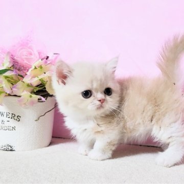 ミヌエット【群馬県・男の子・2025年7月27日・クリームタビ-&ホワイト（ショ－トヘアタイプ）】の写真「優しい毛色で小粒な男の子💙ちびタンクなボクです」