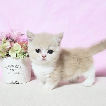 マンチカン(短足)【群馬県・女の子・2025年8月5日・クリ-ムタビ-&ホワイト（艶々なショ－トヘア）】の写真「小粒ちゃんな可愛い女の子です🎀」