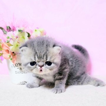 エキゾチックショートヘア【群馬県・男の子・2025年8月11日・ブルータビ-（艶やかショ－トヘア）】の写真「コロッとまるっこくてズン!とした可愛いボク💙」