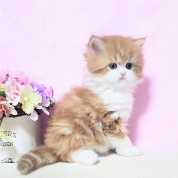 ミヌエット【群馬県・男の子・2025年10月7日・レッドタビ-&ホワイト（ふわもこロング）】の写真「毛吹きもよくモコモコ。骨太コロッ長足ちゃん🩷」