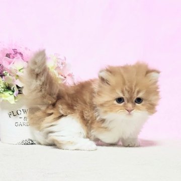 ミヌエット(短足)【群馬県・女の子・2025年10月7日・レッドタビ-&ホワイト（ふわもこロング♪）】の写真「毛吹きもよくモコモコな極短足ちゃん🩷」