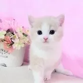 マンチカン(長足)