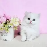 ミヌエット(短足)