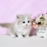 ミヌエット(短足)