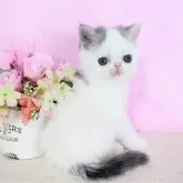 エキゾチックショートヘア