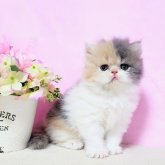 エキゾチックショートヘア