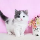 ミヌエット(短足)