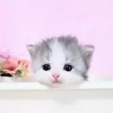 ミヌエット(短足)
