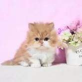 ミヌエット(短足)