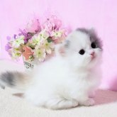 ミヌエット(短足)