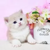 ミヌエット(長足)【群馬県・男の子・2025年2月26日・クリ-ム&ホワイト】の写真1