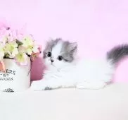 ミヌエット(短足)【群馬県・男の子・2025年7月16日・ブルータビ-&ホワイト】の写真2