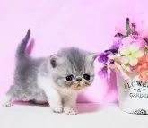 エキゾチックショートヘア【群馬県・男の子・2025年1月16日・ブルータビ-&ホワイト!】の写真5