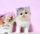 エキゾチックロングヘア【群馬県・女の子・2025年2月25日・ダイリュ-トキャリコ】の写真6