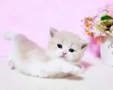 ミヌエット(長足)【群馬県・男の子・2025年2月26日・クリ-ム&ホワイト】の写真9