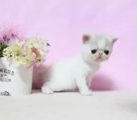 エキゾチックショートヘア【群馬県・男の子・2025年7月22日・クリ-ム&ホワイト】の写真14