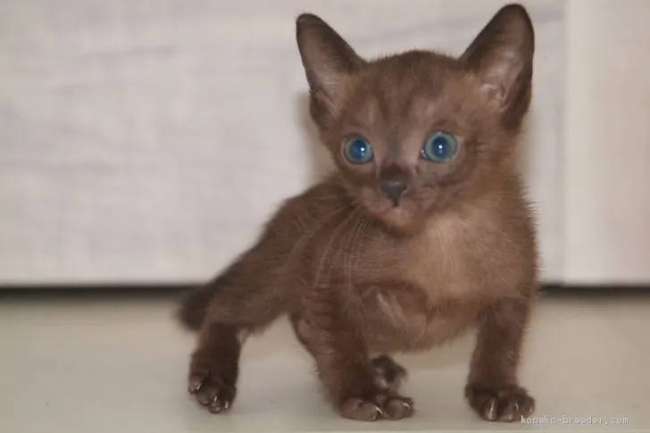 ID:1910-00828の子猫