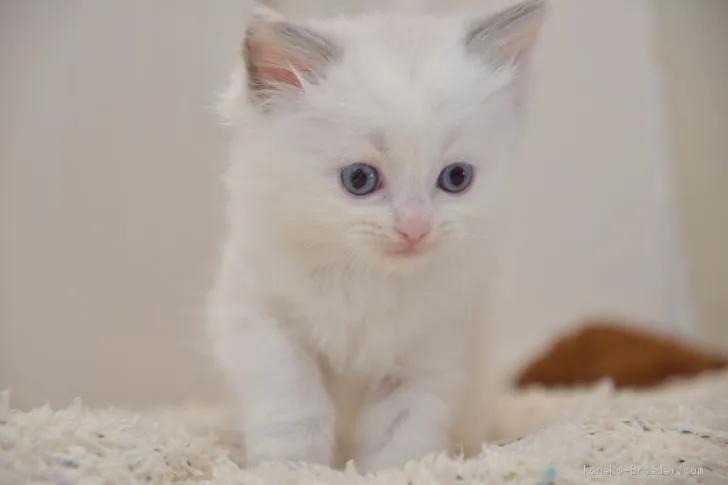 ID：2011-00537の子猫