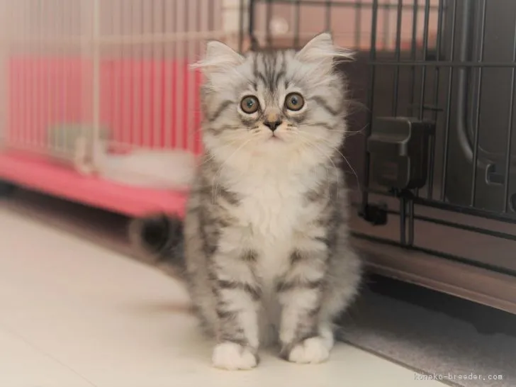 ID:1805-01136の子猫