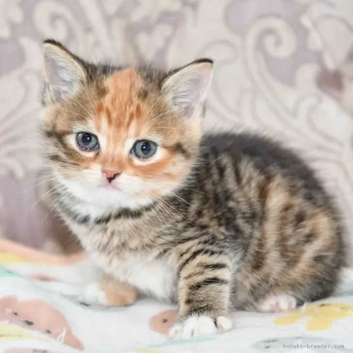 ID：2403-02566の子猫