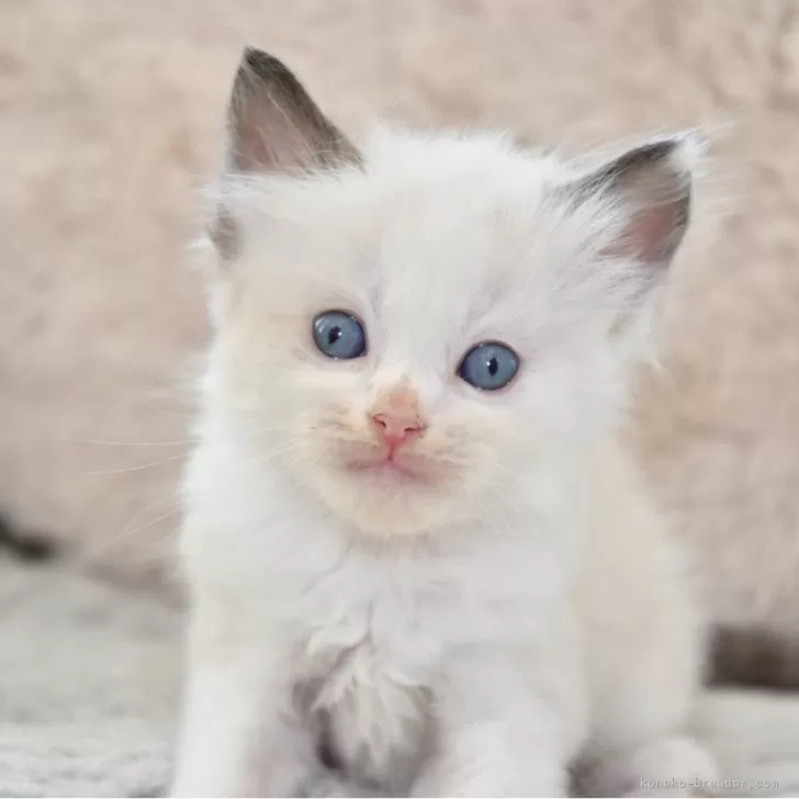 ID:2410-02248の子猫