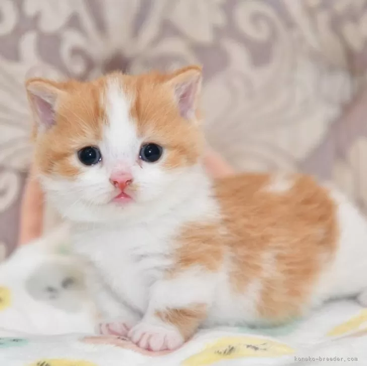 ID:2407-02772の子猫