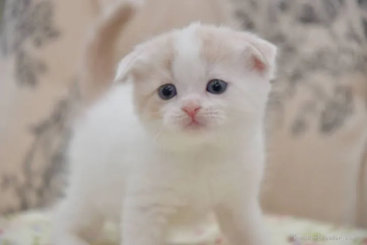 ID:2010-01028の子猫