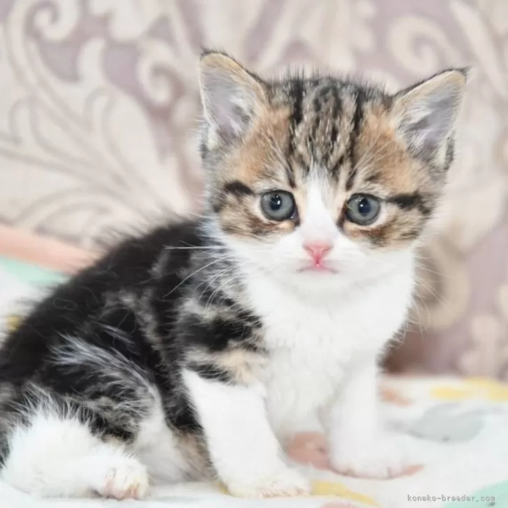 ID：2403-02567の子猫
