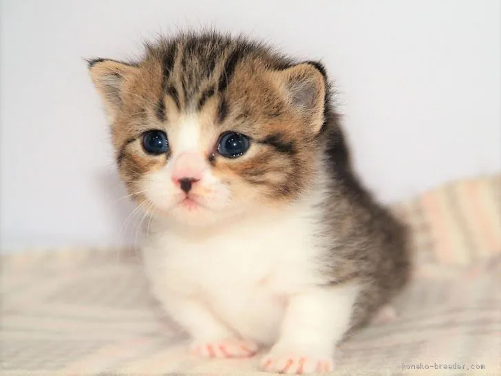 ID:1906-00331の子猫