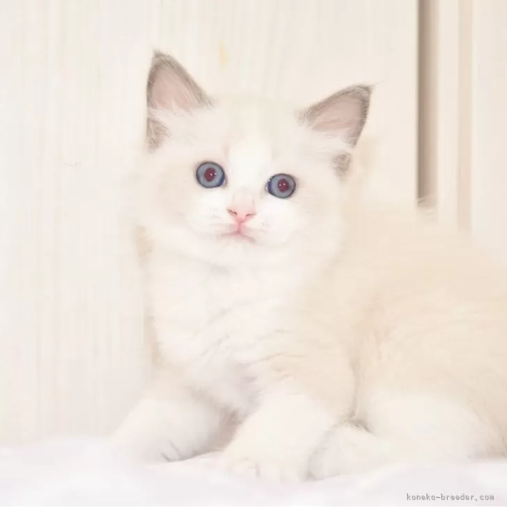 ID:2409-01677の子猫