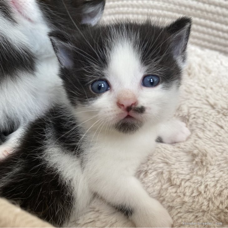 ゆず 様のお迎えした子猫