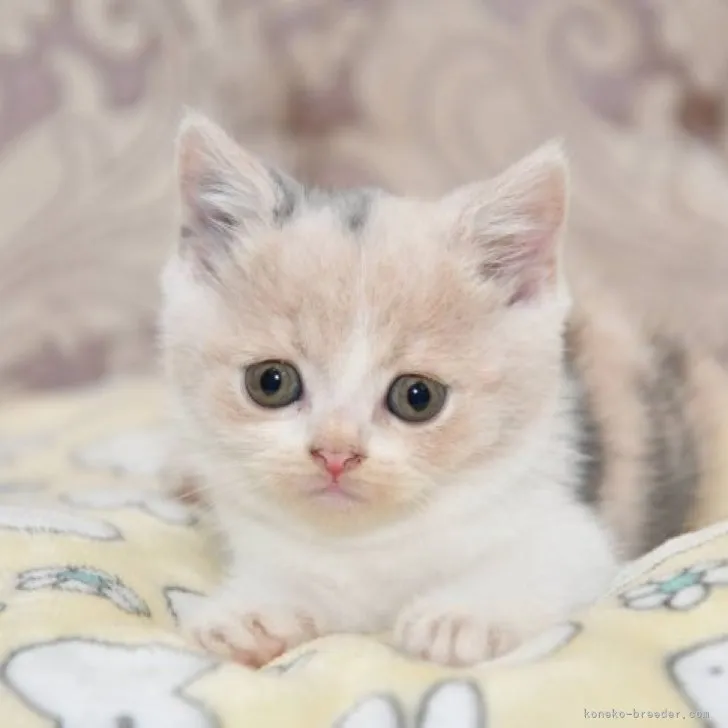 ID：2309-02374の子猫