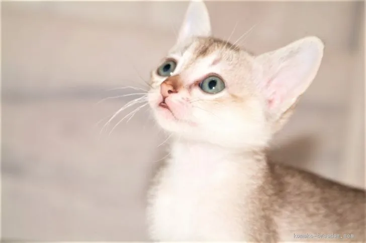 ID：1910-00066の子猫