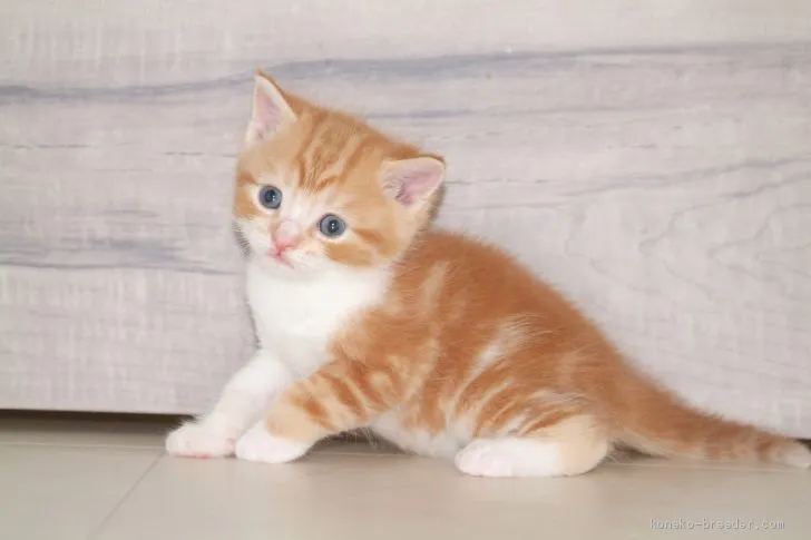 ID：1910-00376の子猫