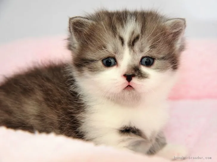 ID：1901-01012の子猫