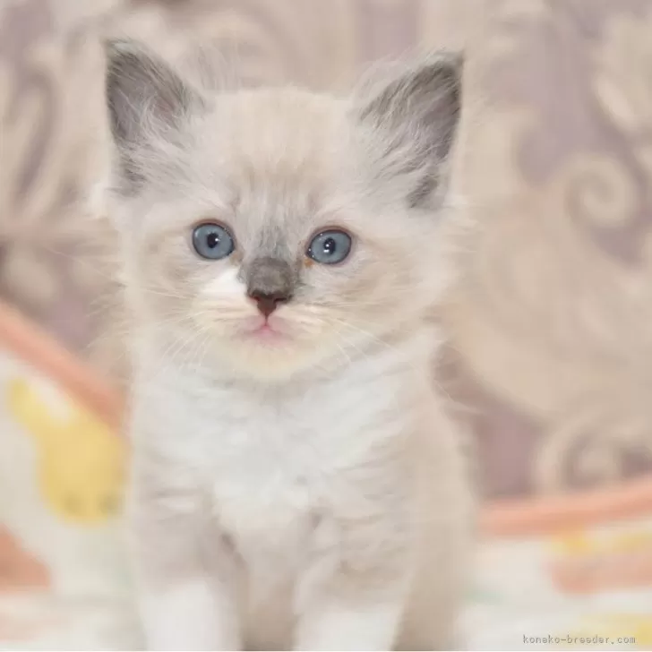 ID:2408-02220の子猫