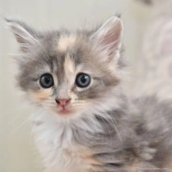 ID：2207-01016の子猫