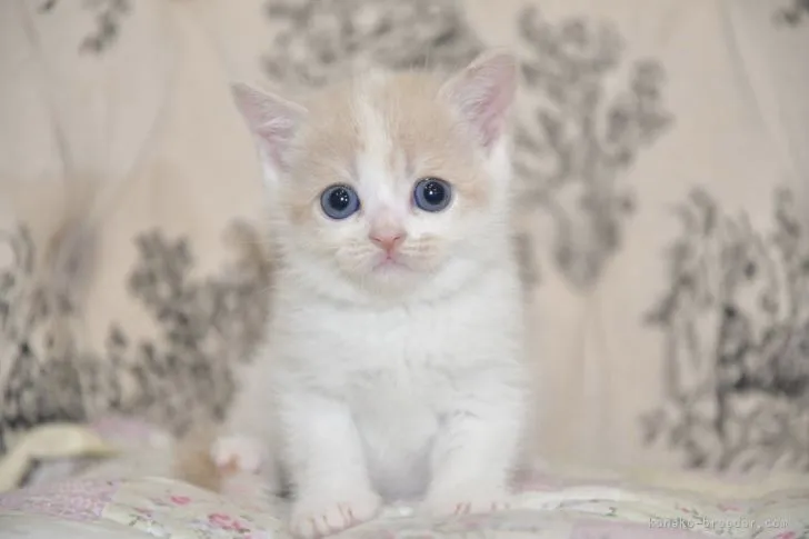 ID：2106-01058の子猫