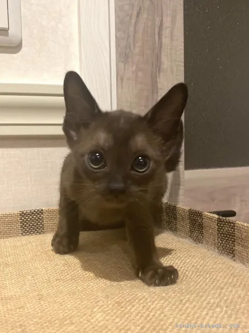 ID:2106-01973の子猫